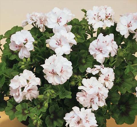 foto van een variëteit aan bloemen, te gebruiken als: Potplant, patioplant, korfplant Pelargonium peltatum SIL Toscana® Insa