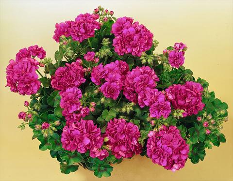 foto van een variëteit aan bloemen, te gebruiken als: Potplant, patioplant, korfplant Pelargonium peltatum SIL Toscana® Malaika