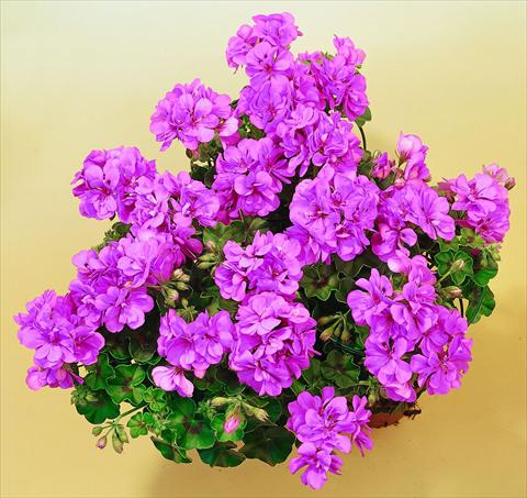 foto van een variëteit aan bloemen, te gebruiken als: Potplant, patioplant, korfplant Pelargonium peltatum SIL Toscana® Marlen