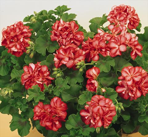 foto van een variëteit aan bloemen, te gebruiken als: Potplant, patioplant, korfplant Pelargonium peltatum SIL Toscana® Okka