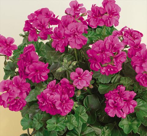 foto van een variëteit aan bloemen, te gebruiken als: Potplant, patioplant, korfplant Pelargonium peltatum SIL Toscana® Quirin