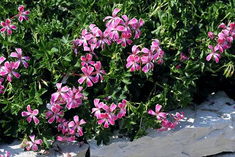 foto van een variëteit aan bloemen, te gebruiken als: Potplant, patioplant, korfplant Pelargonium peltatum SIL Toscana® Stellena compact