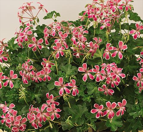 foto van een variëteit aan bloemen, te gebruiken als: Potplant, patioplant, korfplant Pelargonium peltatum SIL Toscana® Stellena