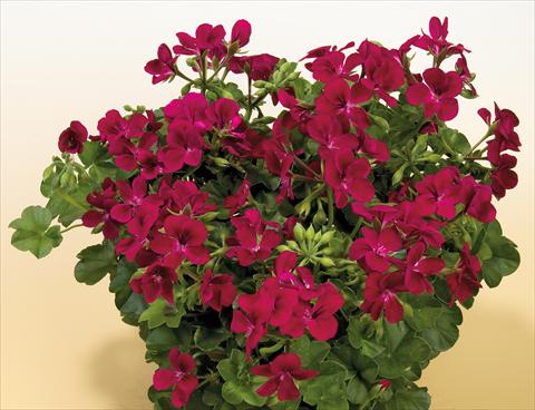 foto van een variëteit aan bloemen, te gebruiken als: Potplant, patioplant, korfplant Pelargonium peltatum SIL Toscana® Villetta Burgundy