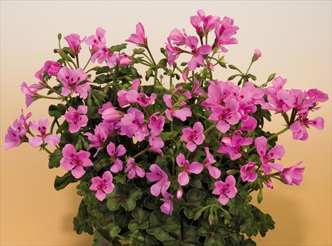 foto van een variëteit aan bloemen, te gebruiken als: Potplant, patioplant, korfplant Pelargonium peltatum SIL Toscana® Villetta Lilac