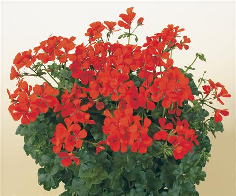 foto van een variëteit aan bloemen, te gebruiken als: Potplant, patioplant, korfplant Pelargonium peltatum SIL Toscana® Villetta Orange