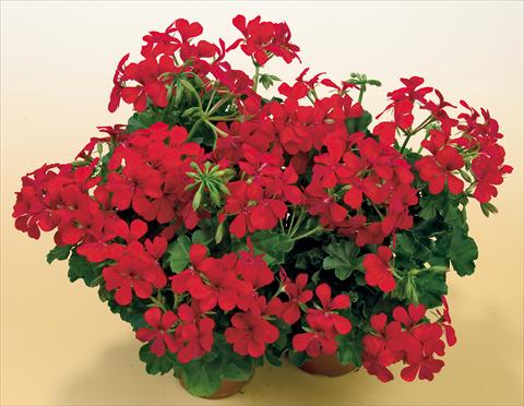 foto van een variëteit aan bloemen, te gebruiken als: Potplant, patioplant, korfplant Pelargonium peltatum SIL Toscana® Villetta Red