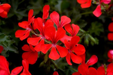 foto van een variëteit aan bloemen, te gebruiken als: Potplant, patioplant, korfplant Pelargonium peltatum Westflowers® Ville Super Red