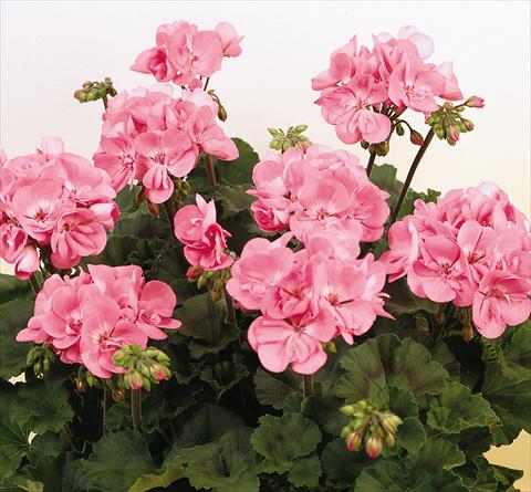 foto van een variëteit aan bloemen, te gebruiken als: Potplant, perkplant, patioplant Pelargonium zonale SIL Toscana® Anne