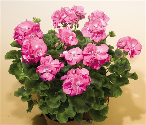 foto van een variëteit aan bloemen, te gebruiken als: Potplant, perkplant, patioplant Pelargonium zonale SIL Toscana® Birte
