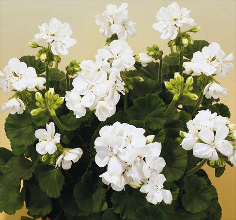 foto van een variëteit aan bloemen, te gebruiken als: Potplant, perkplant, patioplant Pelargonium zonale SIL Toscana® Cato
