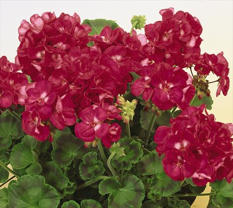foto van een variëteit aan bloemen, te gebruiken als: Potplant, perkplant, patioplant Pelargonium zonale SIL Toscana® Fiona
