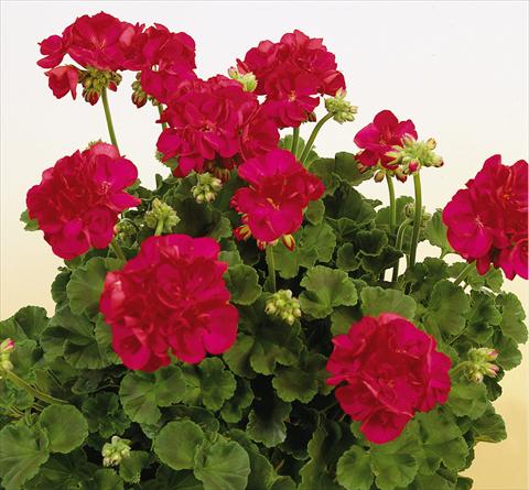 foto van een variëteit aan bloemen, te gebruiken als: Potplant, perkplant, patioplant Pelargonium zonale SIL Toscana® Frauke