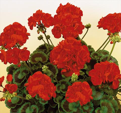 foto van een variëteit aan bloemen, te gebruiken als: Potplant, perkplant, patioplant Pelargonium zonale SIL Toscana® Herma