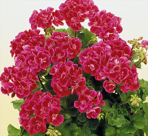 foto van een variëteit aan bloemen, te gebruiken als: Potplant, perkplant, patioplant Pelargonium zonale SIL Toscana® Hero