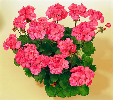 foto van een variëteit aan bloemen, te gebruiken als: Potplant, perkplant, patioplant Pelargonium zonale SIL Toscana® Lisa