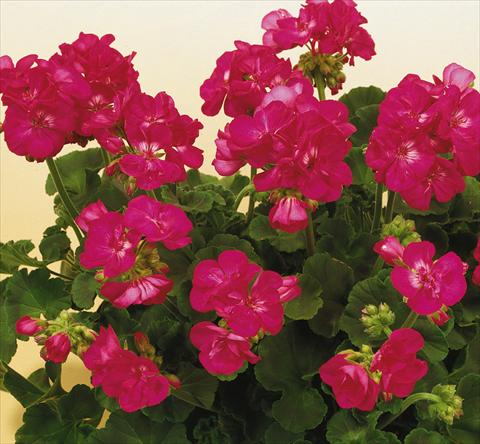 foto van een variëteit aan bloemen, te gebruiken als: Potplant, perkplant, patioplant Pelargonium zonale SIL Toscana® Merle