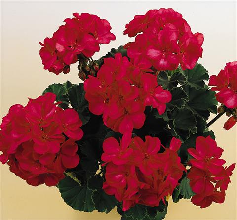 foto van een variëteit aan bloemen, te gebruiken als: Potplant, perkplant, patioplant Pelargonium zonale SIL Toscana® Onno