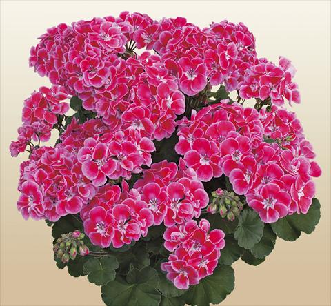 foto van een variëteit aan bloemen, te gebruiken als: Potplant, perkplant, patioplant Pelargonium zonale SIL Toscana® Tammo