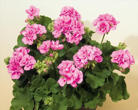 foto van een variëteit aan bloemen, te gebruiken als: Potplant, perkplant, patioplant Pelargonium zonale SIL Toscana® Vera