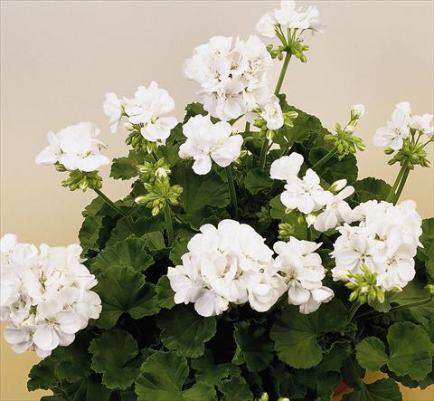 foto van een variëteit aan bloemen, te gebruiken als: Potplant, perkplant, patioplant Pelargonium zonale SIL Toscana® Wenke