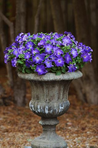 foto van een variëteit aan bloemen, te gebruiken als: Potplant, perkplant, patioplant, korfplant Petunia grandiflora Sophistica Blue Morn