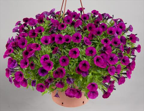 foto van een variëteit aan bloemen, te gebruiken als: Potplant, patioplant, korfplant Petunia mini Perla® Bordeaux