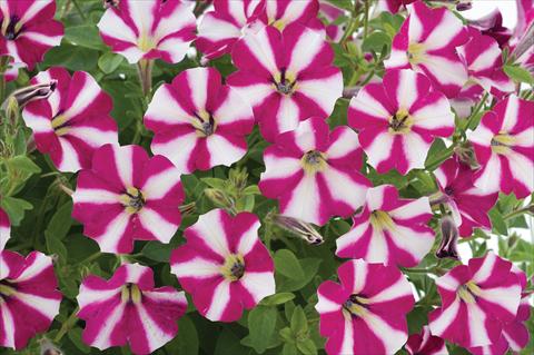 foto van een variëteit aan bloemen, te gebruiken als: Potplant, patioplant, korfplant Petunia mini Perla® Burgundy Bicolour