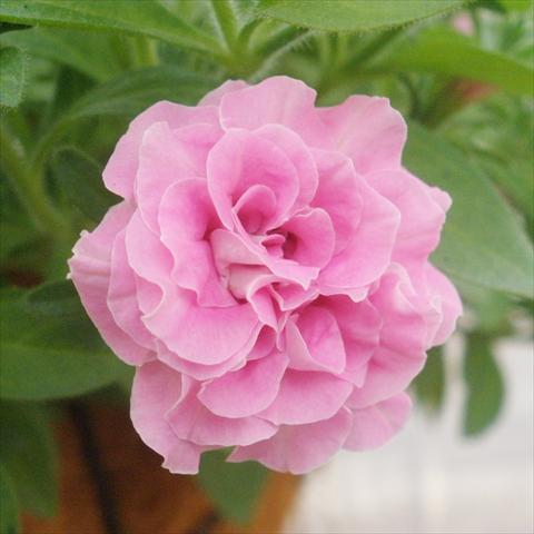 foto van een variëteit aan bloemen, te gebruiken als: Potplant, patioplant, korfplant Petunia mini Perla® Double Pink