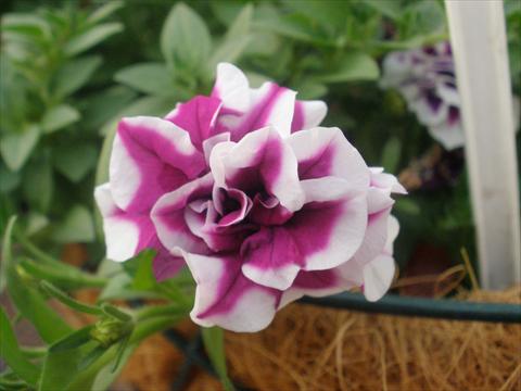 foto van een variëteit aan bloemen, te gebruiken als: Potplant, patioplant, korfplant Petunia mini Perla® Double Purple Picotee
