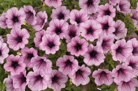 foto van een variëteit aan bloemen, te gebruiken als: Potplant, patioplant, korfplant Petunia mini Perla® Pink Vein