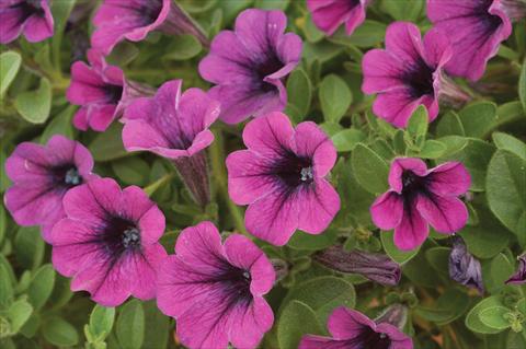 foto van een variëteit aan bloemen, te gebruiken als: Potplant, patioplant, korfplant Petunia mini Perla® Purple