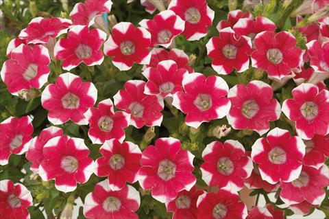foto van een variëteit aan bloemen, te gebruiken als: Potplant, patioplant, korfplant Petunia mini Perla® Red Bicolour