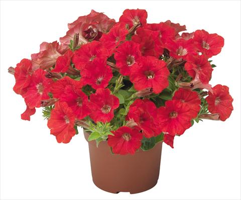 foto van een variëteit aan bloemen, te gebruiken als: Potplant, patioplant, korfplant Petunia mini Perla® Red