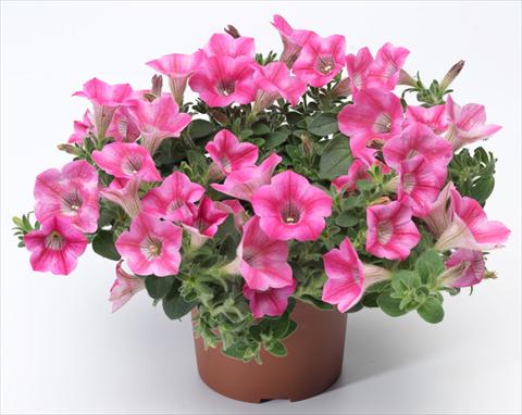foto van een variëteit aan bloemen, te gebruiken als: Potplant, patioplant, korfplant Petunia mini Perla® Rose Bicolour