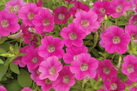 foto van een variëteit aan bloemen, te gebruiken als: Potplant, patioplant, korfplant Petunia mini Perla® Rose