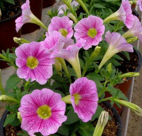 foto van een variëteit aan bloemen, te gebruiken als: Potplant, patioplant, korfplant Petunia mini Perla® Shell Pink Vein yellow eye