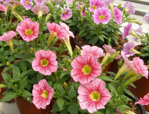 foto van een variëteit aan bloemen, te gebruiken als: Potplant, patioplant, korfplant Petunia mini Perla® Shell Salmon Vein yellow eye