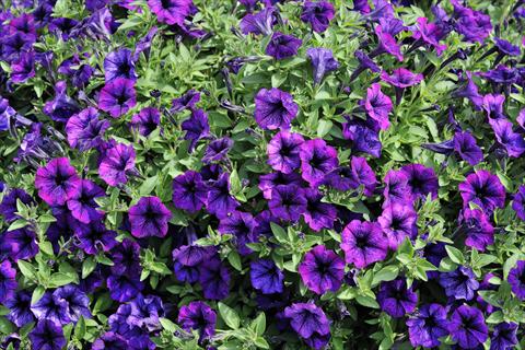 foto van een variëteit aan bloemen, te gebruiken als: Potplant, patioplant, korfplant Petunia mini Perla® Violet