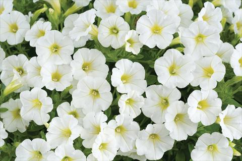 foto van een variëteit aan bloemen, te gebruiken als: Potplant, patioplant, korfplant Petunia mini Perla® White