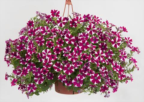 foto van een variëteit aan bloemen, te gebruiken als: Potplant, patioplant, korfplant Petunia Sentunia® Burgundy Bicolour