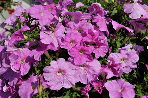 foto van een variëteit aan bloemen, te gebruiken als: Potplant, patioplant, korfplant Petunia Sentunia® Pink