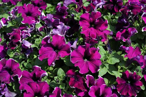 foto van een variëteit aan bloemen, te gebruiken als: Potplant, patioplant, korfplant Petunia Sentunia® Purple Picotee