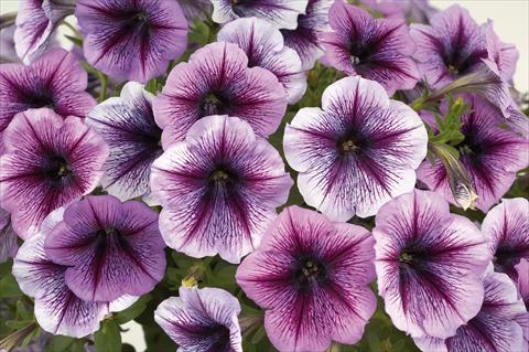 foto van een variëteit aan bloemen, te gebruiken als: Potplant, patioplant, korfplant Petunia Sentunia® Purple Vein