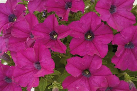 foto van een variëteit aan bloemen, te gebruiken als: Potplant, patioplant, korfplant Petunia Sentunia® Purple