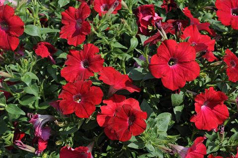 foto van een variëteit aan bloemen, te gebruiken als: Potplant, patioplant, korfplant Petunia Sentunia® Red