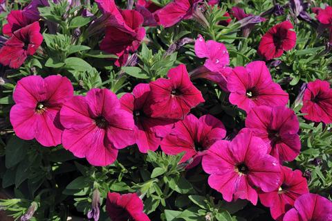 foto van een variëteit aan bloemen, te gebruiken als: Potplant, patioplant, korfplant Petunia Sentunia® Rose