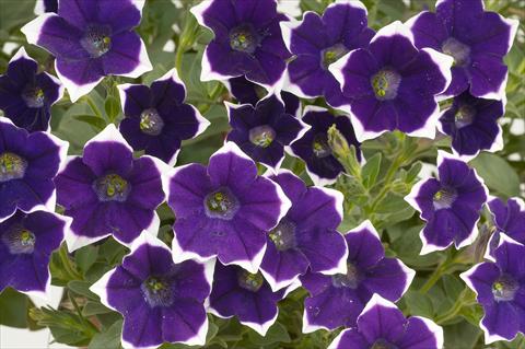 foto van een variëteit aan bloemen, te gebruiken als: Potplant, patioplant, korfplant Petunia Sentunia® Violet picotee