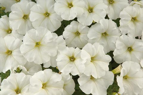 foto van een variëteit aan bloemen, te gebruiken als: Potplant, patioplant, korfplant Petunia Sentunia® White