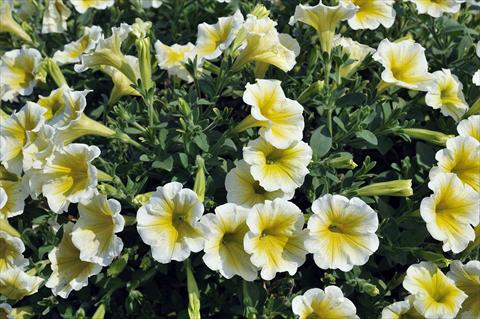 foto van een variëteit aan bloemen, te gebruiken als: Potplant, patioplant, korfplant Petunia Sentunia® Yellow